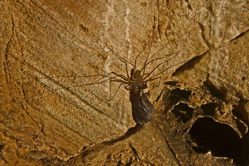 Tail-less whip scorpion with moth.