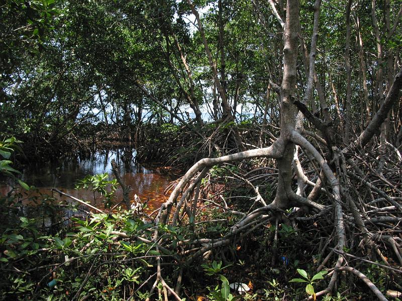 Mangrove swamp within the island