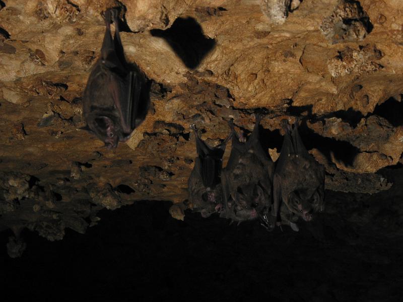 Bats hanging