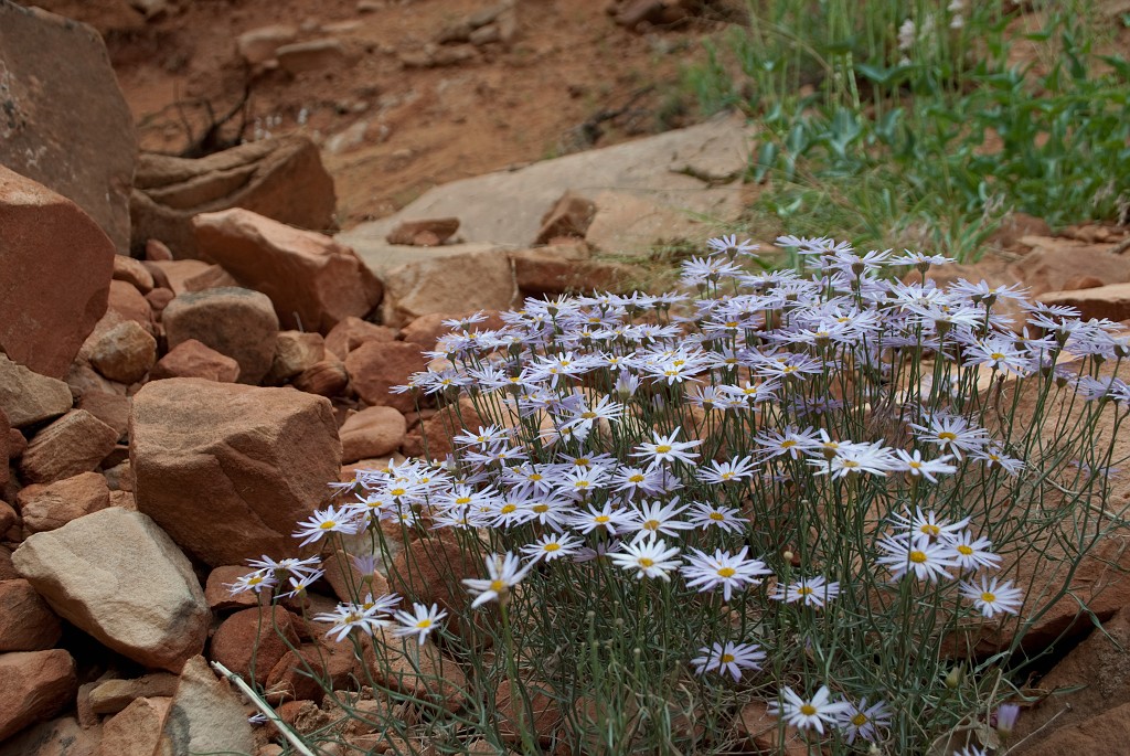 Patch of Daisies in Pine Creek
