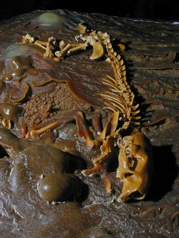 Ringtail Cat skeleton encased in flowstone in Virgin Cave.