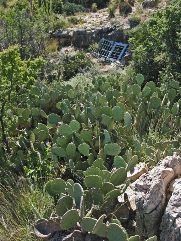 Prickly Pears guarding the ledge entrance to McKittrick Cave