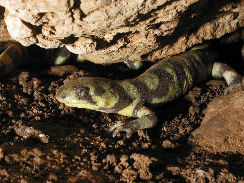Tiger Salamanders in Red Lake Cave