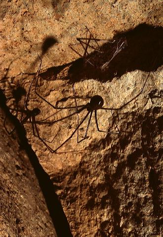 Spider within the cave. Photo by Brandon Kowallis
