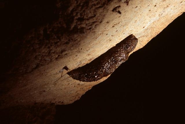 Large slug in cave. Photo by Brandon Kowallis
