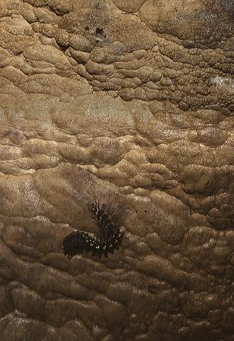 Large centipede in cave.  Photo by Brandon Kowallis