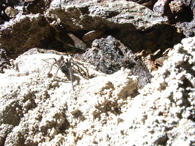 Spider in Cueva de Atanacio.  Photo by Brandon Kowallis