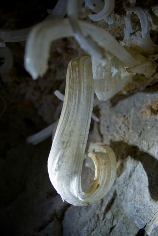 Gypsum curls in Horcruxe Cave