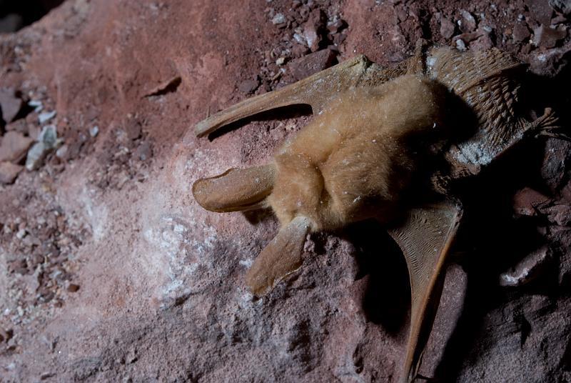 One of the thousands of dead bats within Leandras Cave