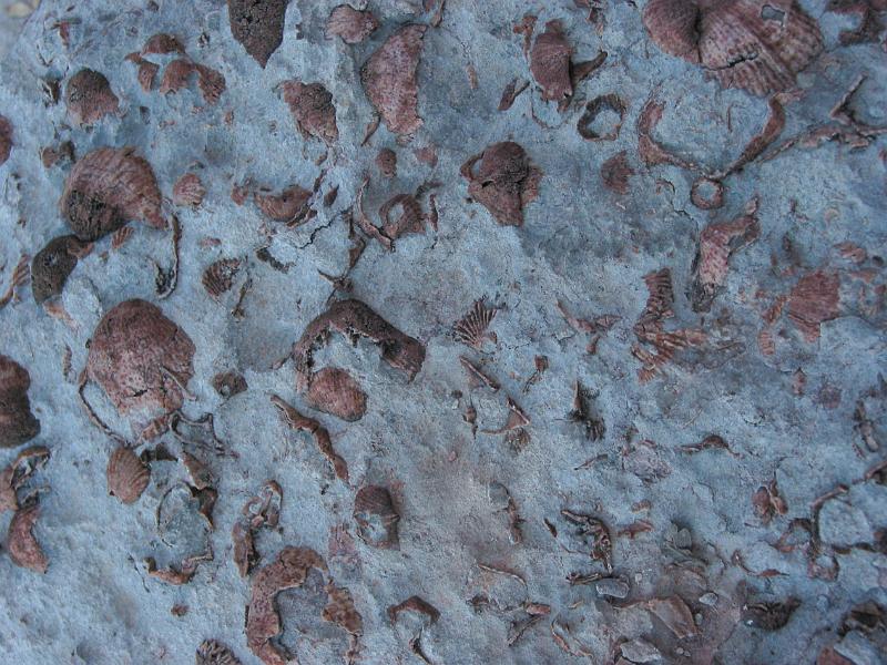 Brachiopods fossils in the top of the Red Wall Formation