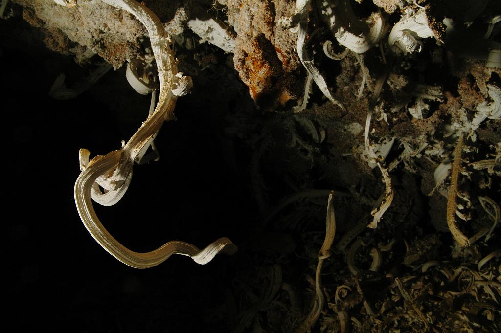 Gypsum curl in Leandras Cave.  Photo by Brandon Kowallis.