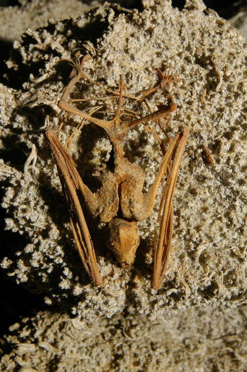 Bat skeleton.  Photo by Brandon Kowallis.