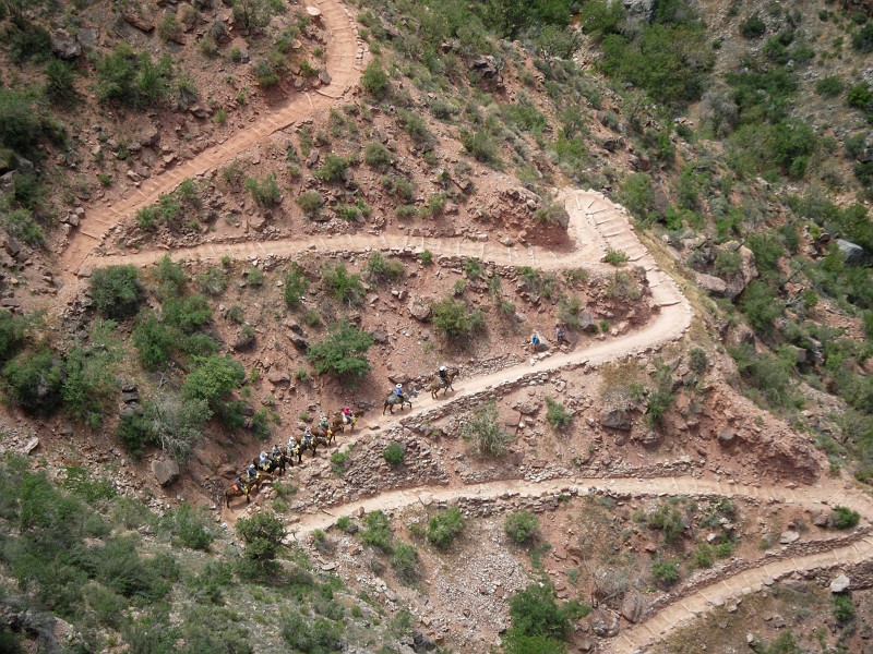 A mule train along Bright Angel Trail.  Photo by Mike Mays.
