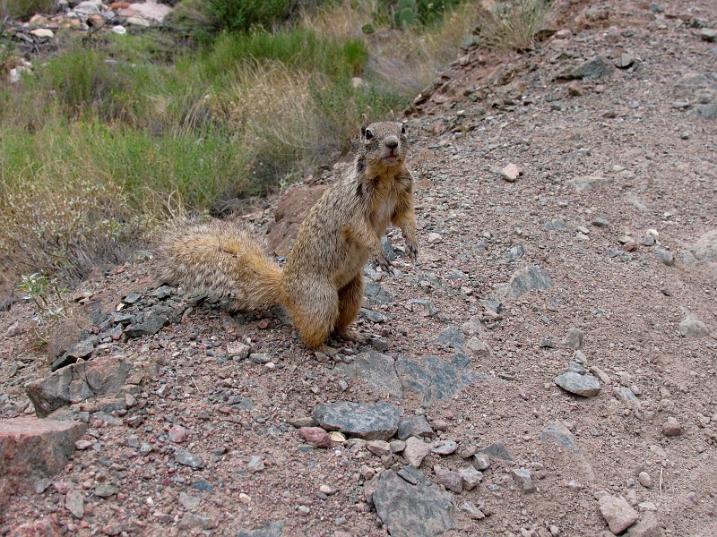 Squirrel along trailside.  Photo by Janel Macy.
