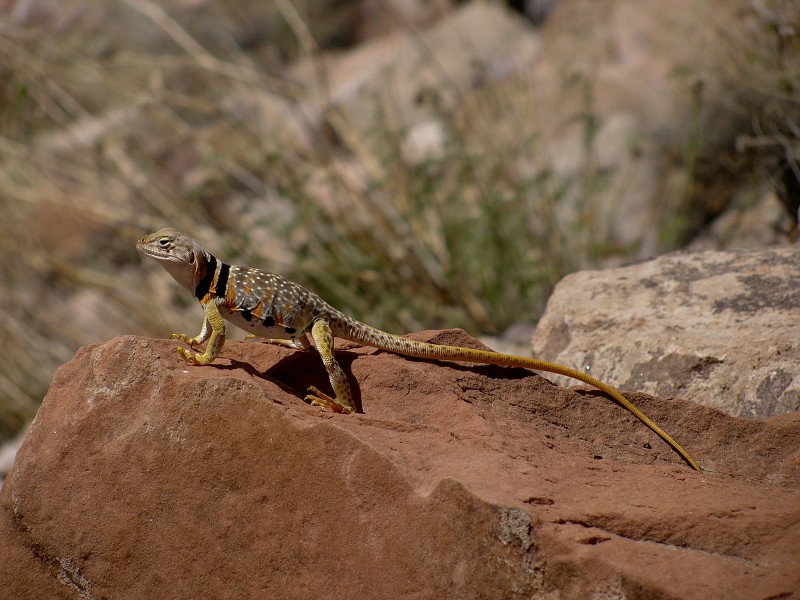 Lizard along trailside.  Photo by Janel Macy.