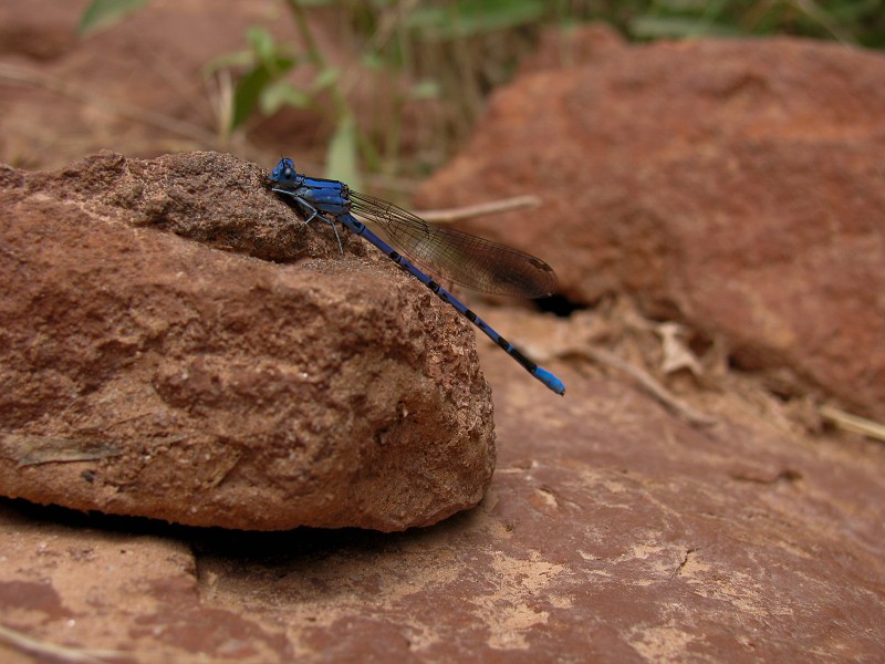 Dragonfly near Ribbon Falls.  Photo by Janel Macy.