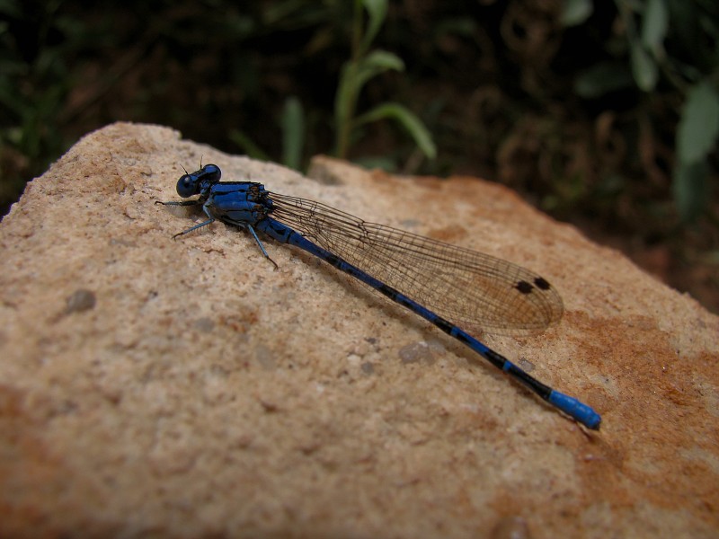 Dragonfly near Ribbon Falls.  Photo by Janel Macy.