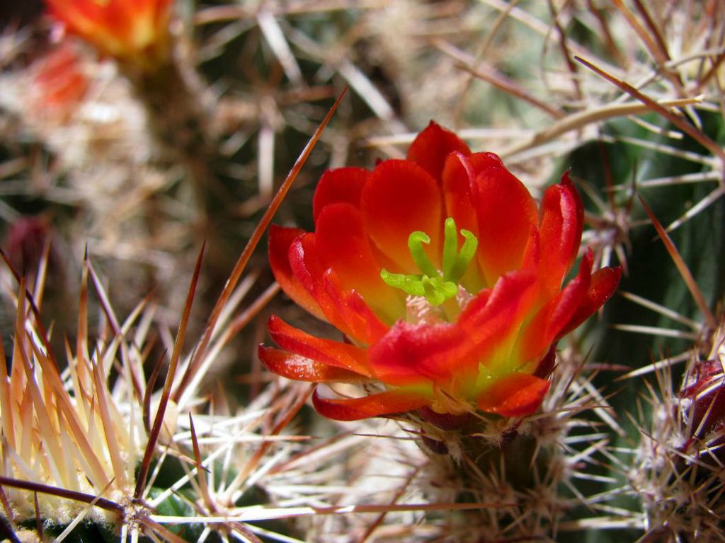 Cactus bloom.  Photo by Janel Macy.