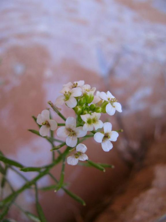 White flowers.  Photo by Janel Macy.