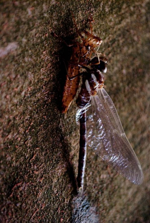 Dragonfly emerging from larva