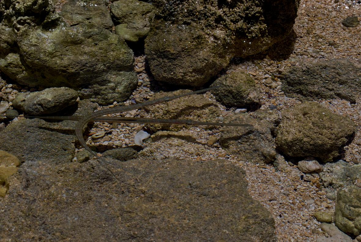 Some stick fish near Kauai Beach Resort