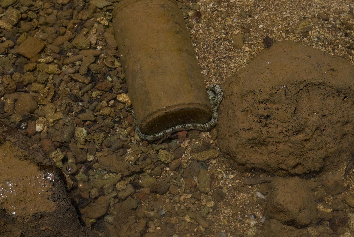 A small eel near Kauai Beach Resort
