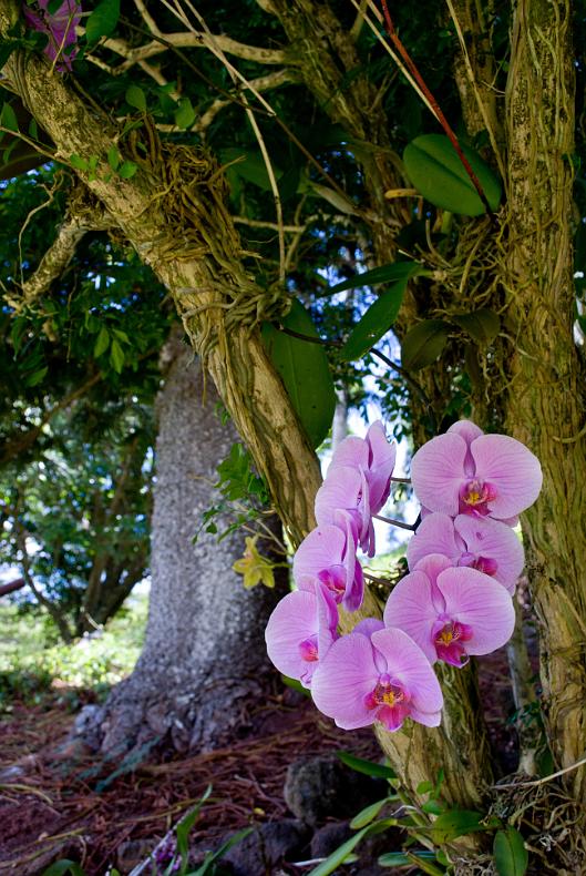 Orchid growing from tree at the Lawai International Cultural Center.