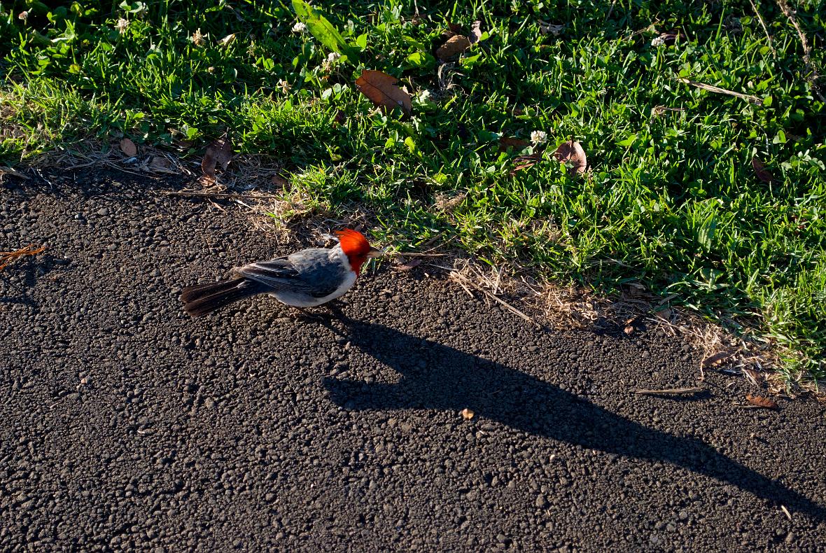 Kauai Cardinal.
