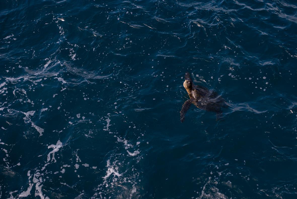 Endangered Sea Turtle
