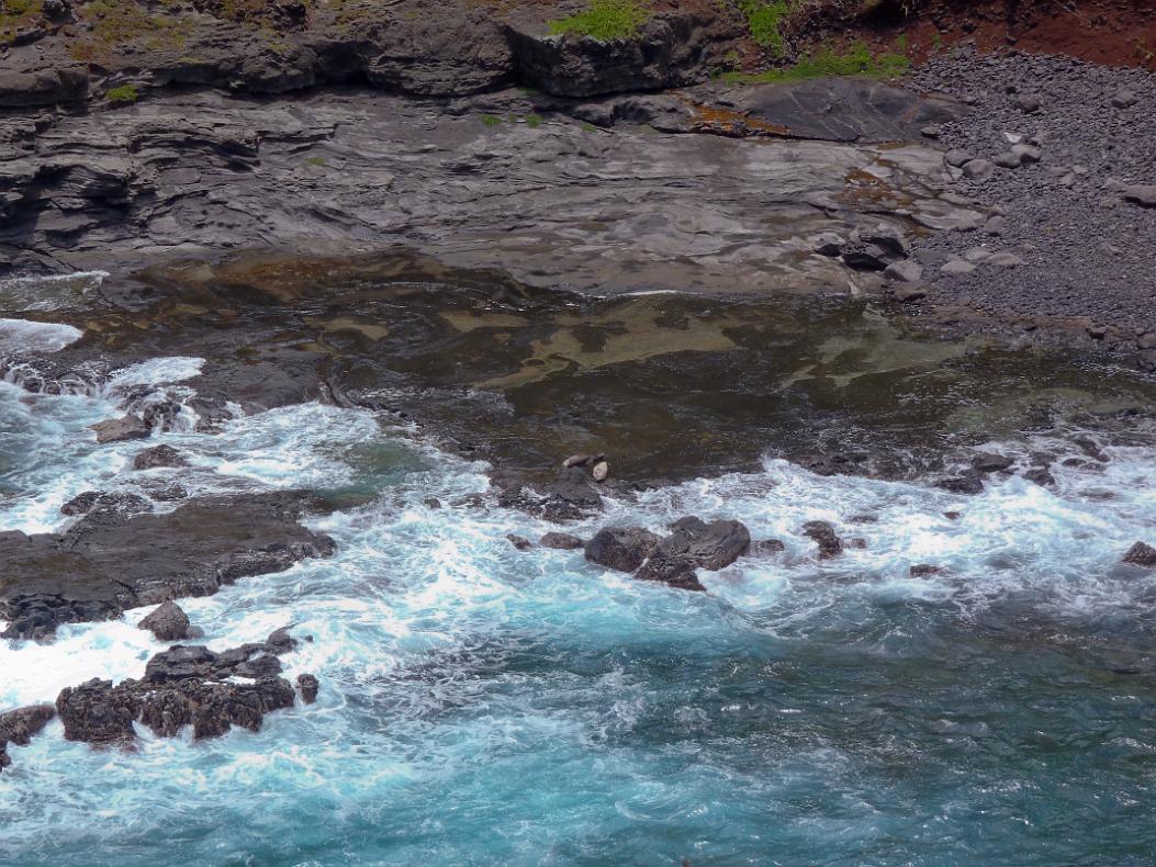 Endanagered Monk Seals as seen from Kilauea National Wildlife Refuge