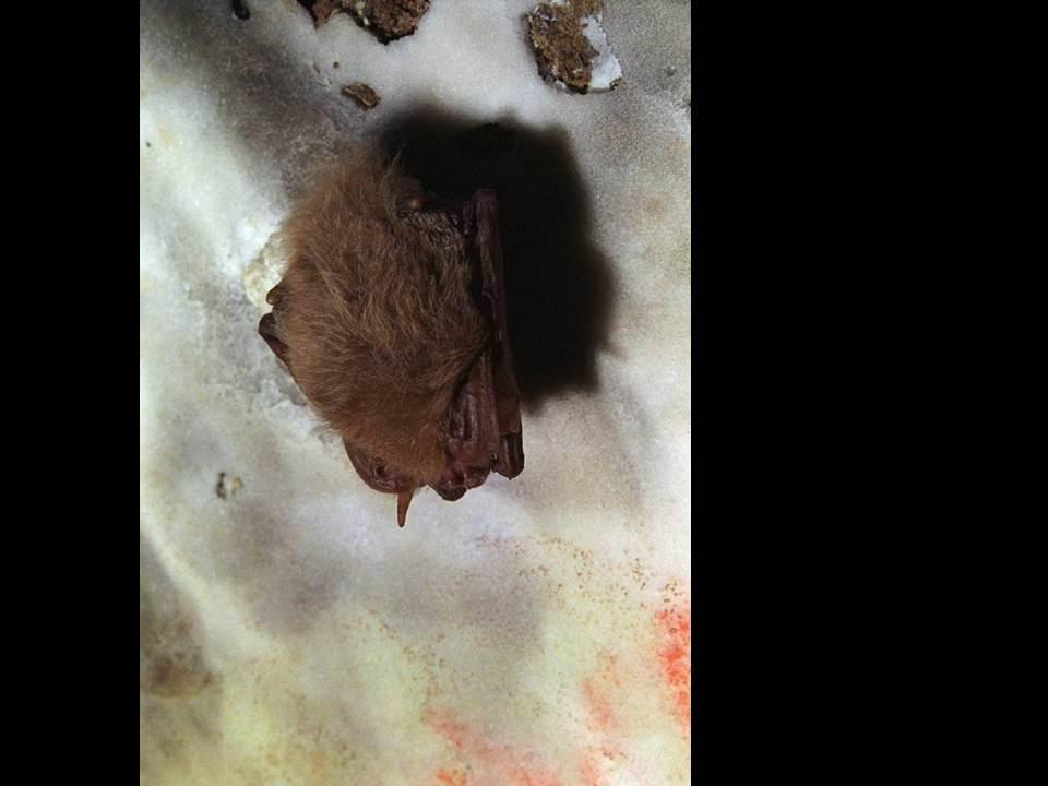 Townsend Big-eared bat.  Brandon Kowallis photo