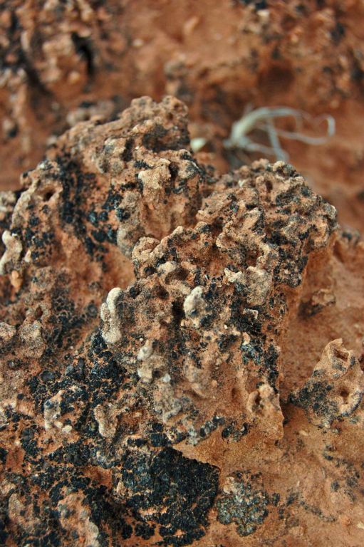 Crypobiotic soil crust