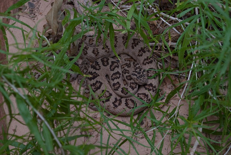 Two rattlesnakes at the end of Spry Canyon.