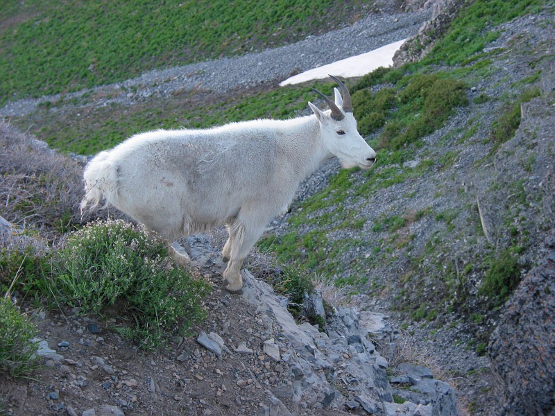 Mountain Goat on Mount Timpanogos