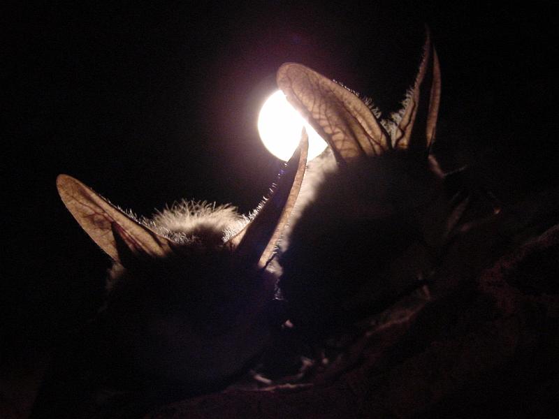 Townsend Big-eared Bats in Logan Cave.