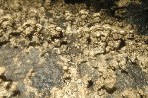 Popcorn formations in Main Drain Cave.  Photo by Brandon Kowallis
