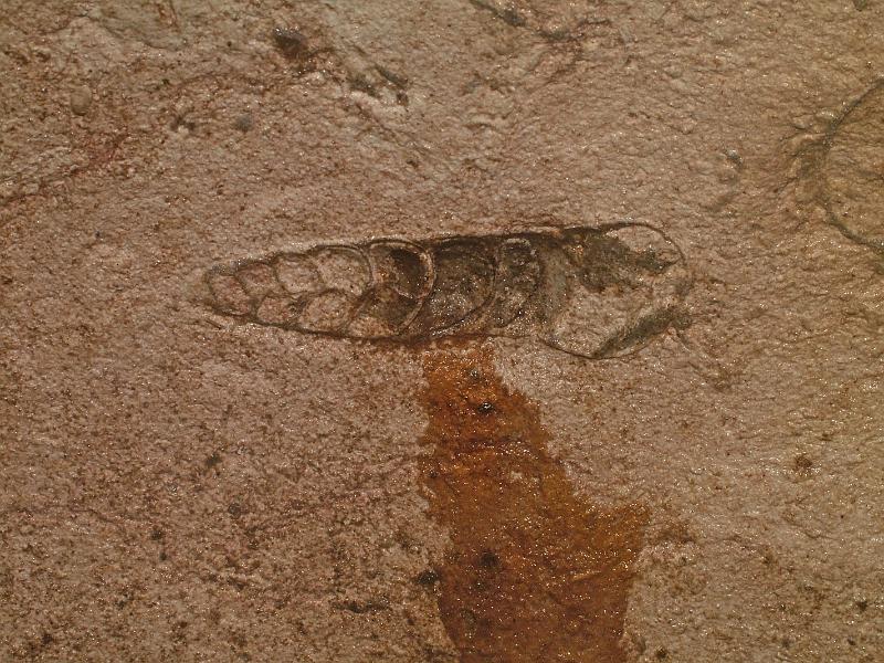 Fossils in Taninul Cave