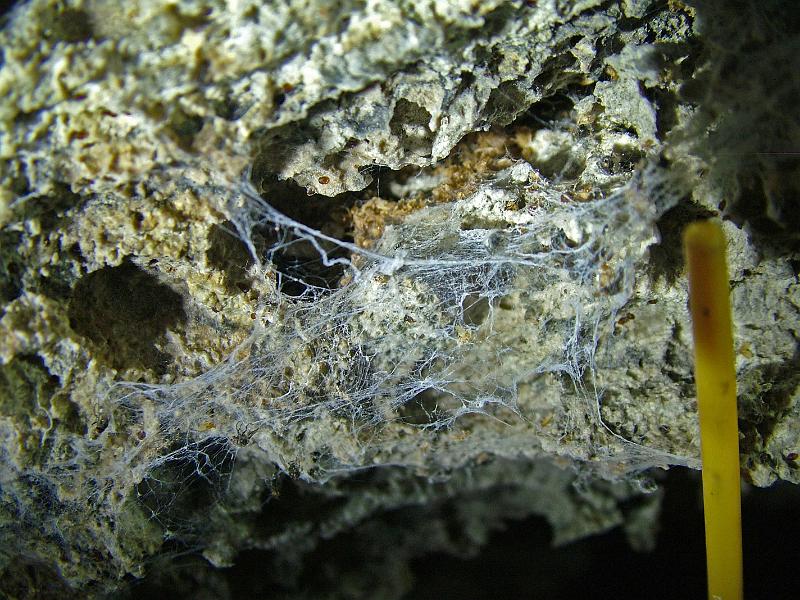 A spider web catching bat flies in Taninul Cave.