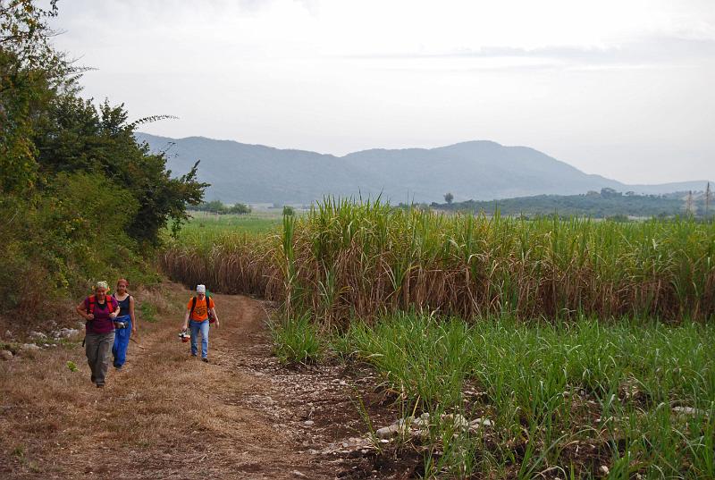 Beginning the hike to Otates through the Sugar Cane fields.  Jack Wood Photo.