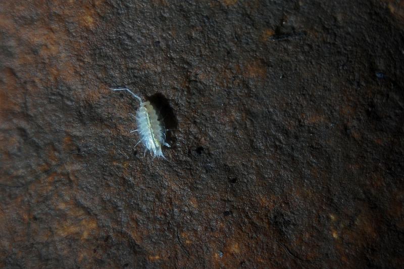 Isopods from Yurbanez Cave