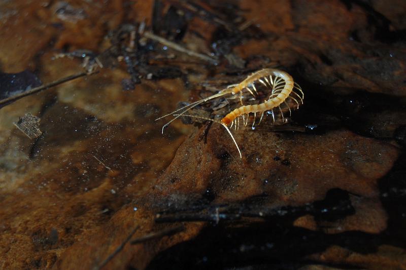 Cave Centipede from Yurbanez Cave