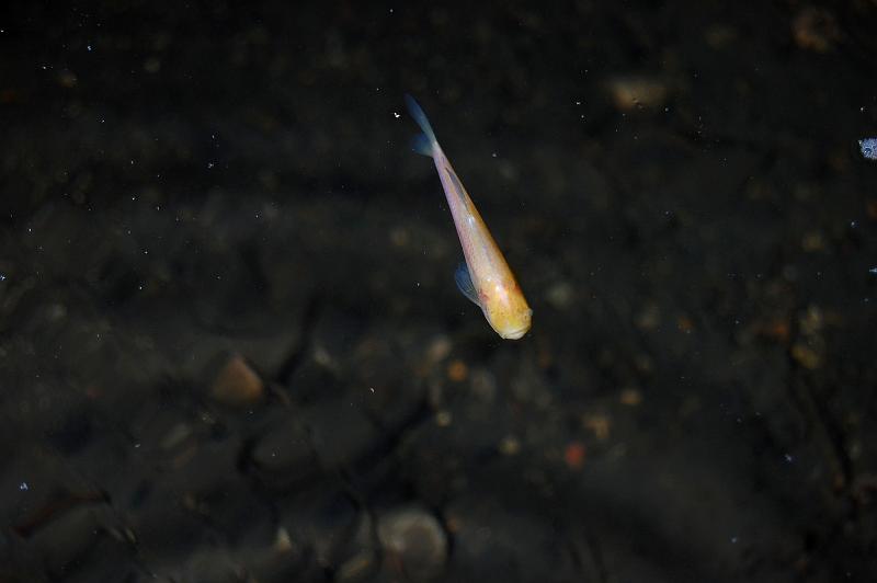 Cave fish in Sotano de Piedras