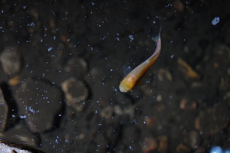 Cave fish in Sotano de Piedras