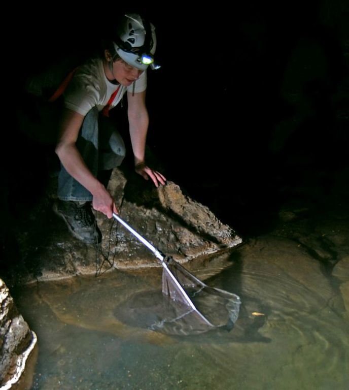 Katherina netting cave fish in Sotano de Piedras