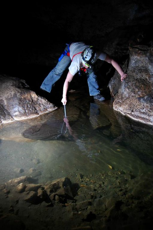 Katherina netting cave fish in Sotano de Piedras