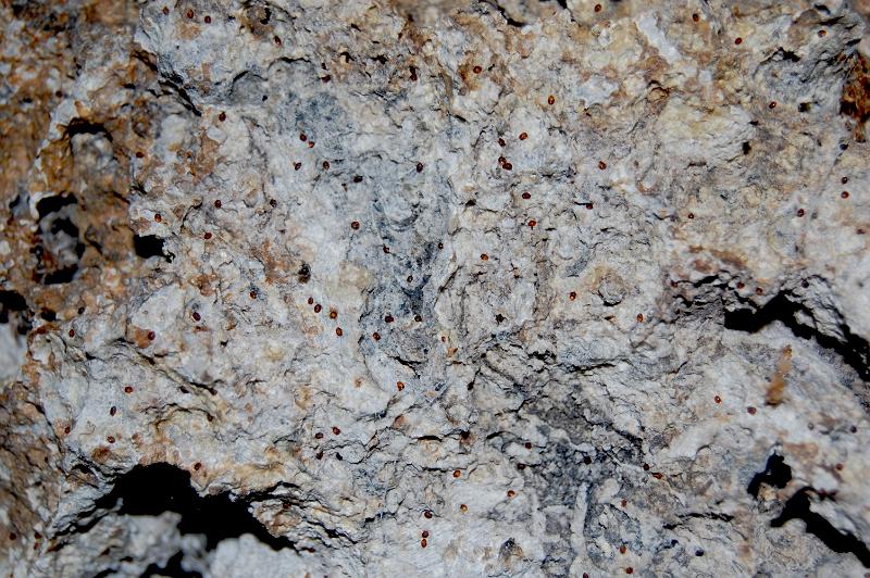 Bat Fly eggshells in Taninual Cave