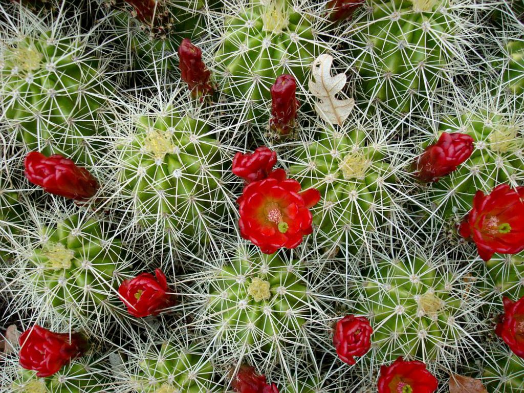 Cactus cluster.  Photo by Kyle Voyles.