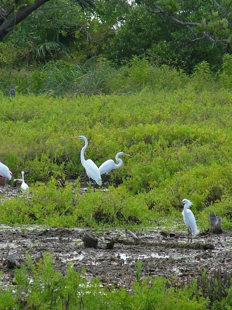 Birds along the sealine.  Photo by Megan Porter