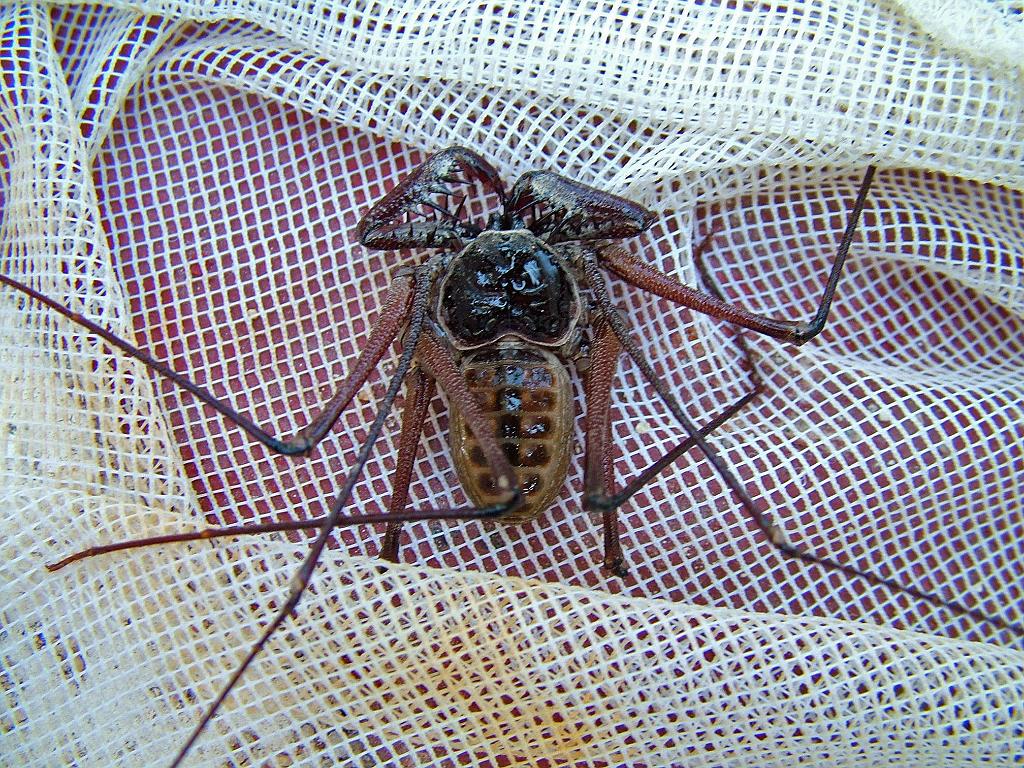 A tailless whip scorpion from the well.  Photo by Megan Porter