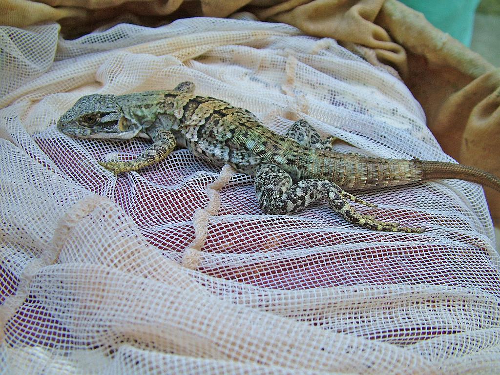 A lizard pulled from the well.  Photo by Megan Porter